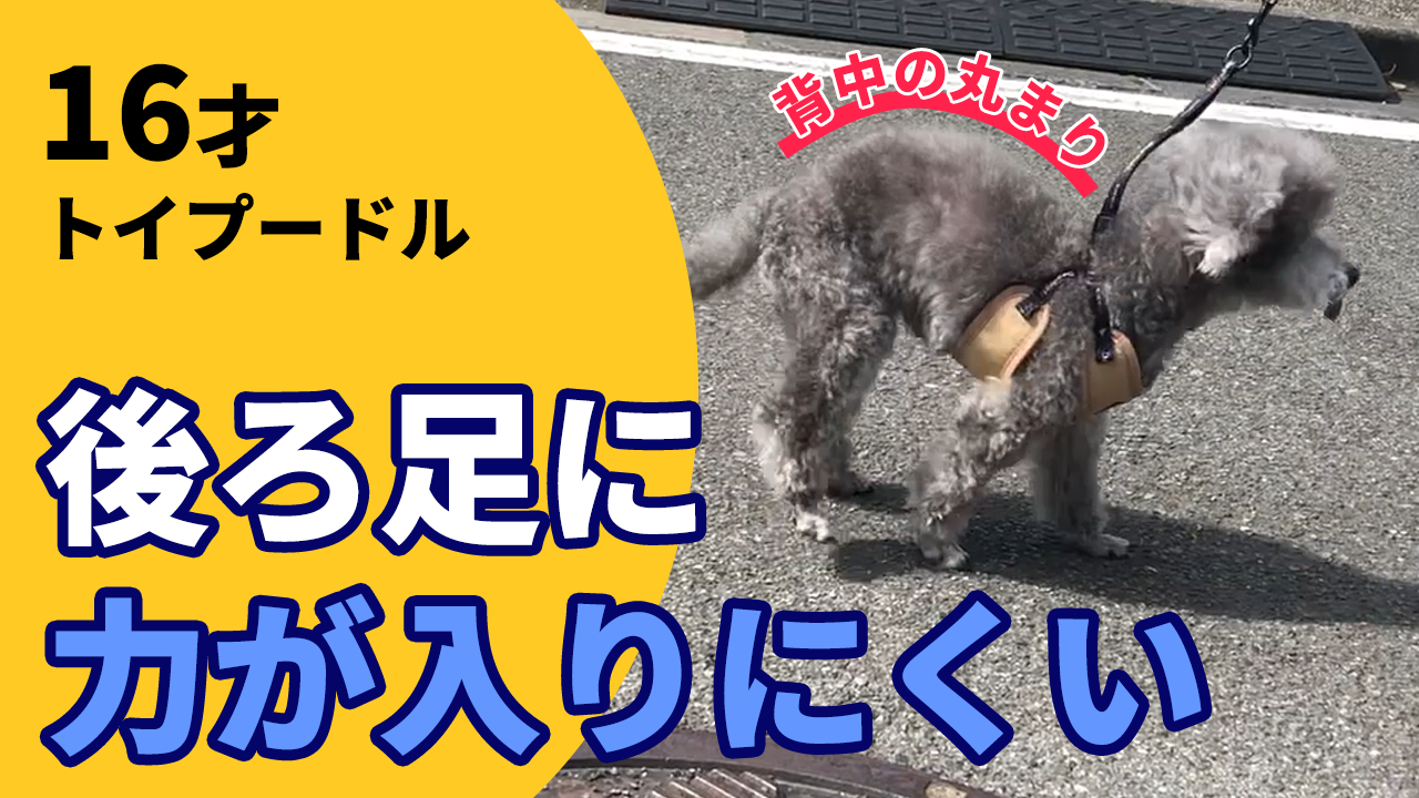 犬の整体プードルの施術例